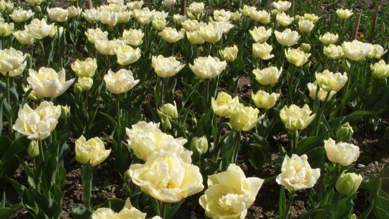 Ein Leitfaden für Anfänger zum Pflanzen von Tulpen im August