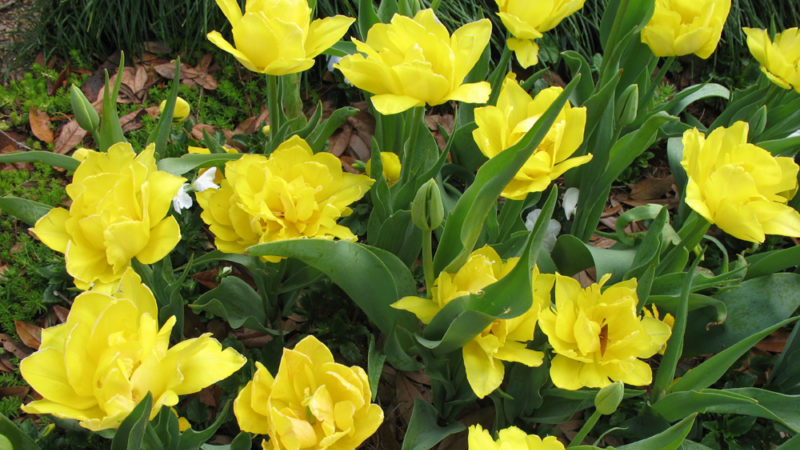 Ein Leitfaden für Anfänger zum Pflanzen von Tulpen im August