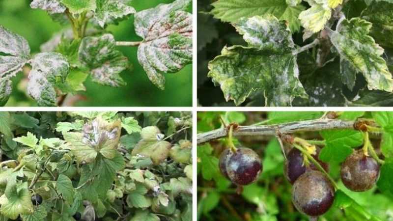 Warum Johannisbeeren blasse Blätter haben, was zu tun ist und wie man es repariert