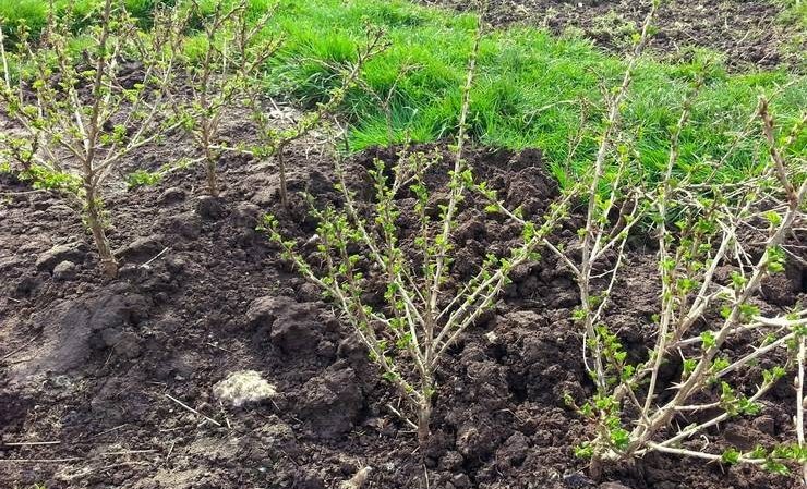 In welchem ​​Abstand voneinander werden Stachelbeer- und Johannisbeersträucher gepflanzt