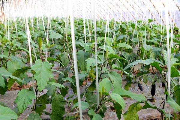 Was tun, wenn die Blüten der Aubergine im Gewächshaus fallen und warum passiert das?