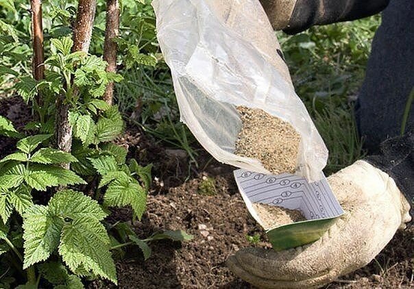 Je besser Himbeeren im Juli für eine gute Ernte zu füttern