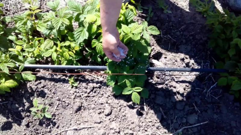 Je besser Himbeeren im Juli für eine gute Ernte zu füttern