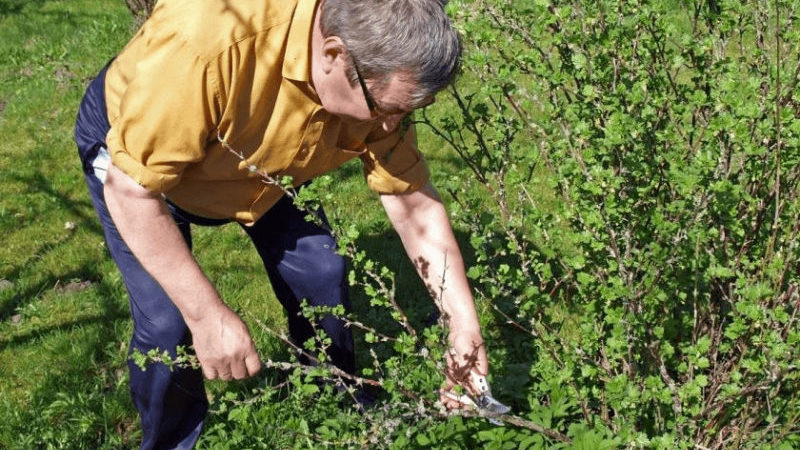 Timing und Technologie zum Beschneiden von Johannisbeer- und Stachelbeersträuchern im Frühjahr, Sommer und Herbst