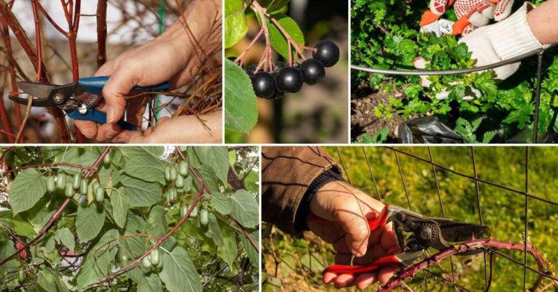 Timing und Technologie zum Beschneiden von Johannisbeer- und Stachelbeersträuchern im Frühjahr, Sommer und Herbst