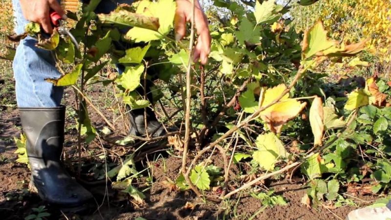 Timing und Technologie zum Beschneiden von Johannisbeer- und Stachelbeersträuchern im Frühjahr, Sommer und Herbst