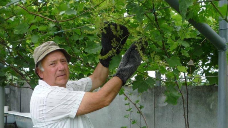 Sommertraubenpflege: unverzichtbare Weinbergarbeit und Beratung durch erfahrene Winzer