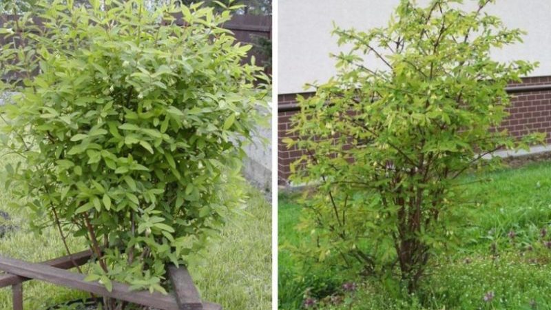 Warum Geißblatt nicht wächst - Ursachen und Lösungen für das Problem