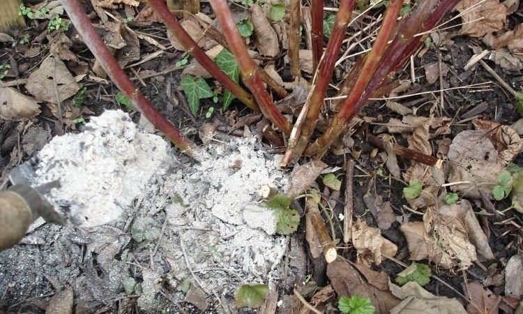 Wie man Himbeerasche im Sommer füttert: Anleitung