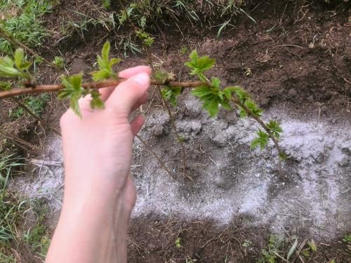 Wie man Himbeerasche im Sommer füttert: Anleitung