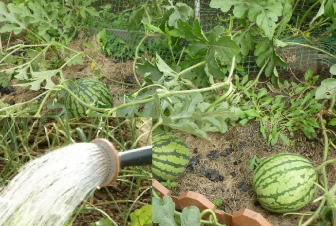 Wie oft Wassermelonen und Melonen im Gewächshaus und auf offenem Feld gießen