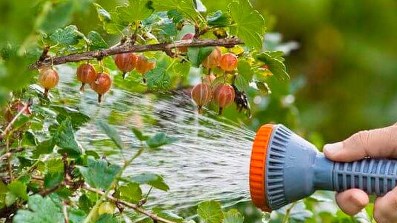 Wie reichlich und wie oft werden im Sommer Stachelbeeren und Johannisbeeren gegossen