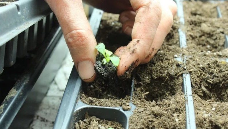 Pflanzen und Pflegen von Petunien während der Blüte in einem Topf