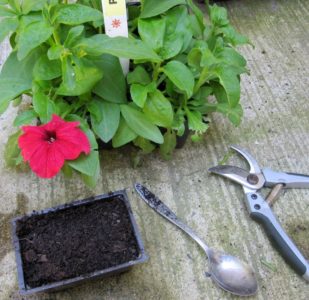 Pflanzen und Pflegen von Petunien während der Blüte in einem Topf