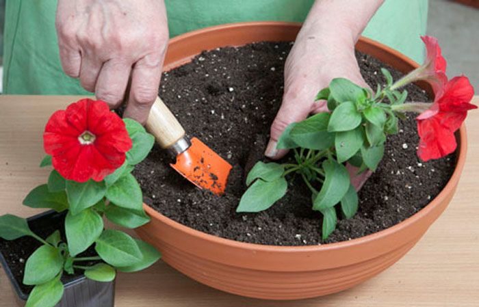 Pflanzen und Pflegen von Petunien während der Blüte in einem Topf