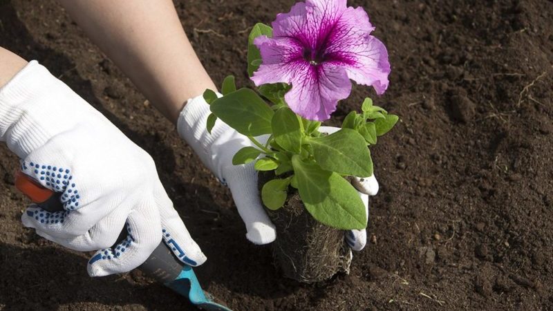 Pflanzen und Pflegen von Petunien während der Blüte in einem Topf