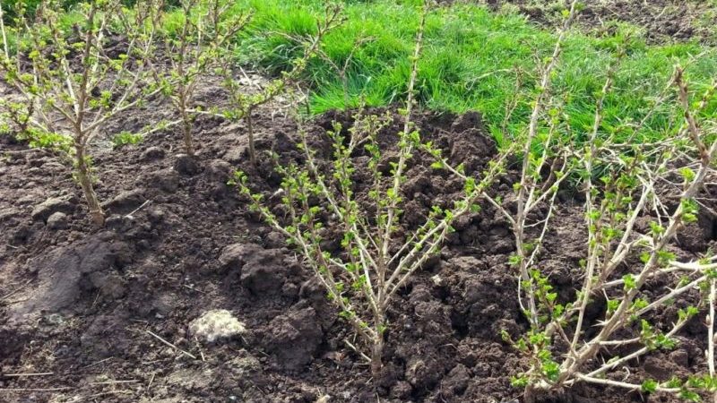 Warum Stachelbeeren keine Beeren haben und wie man sie repariert