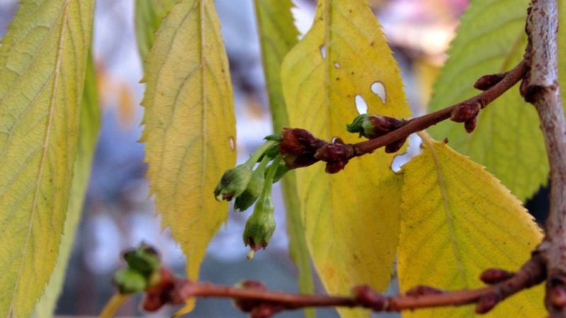 Kirschblätter färben sich im Juli gelb: Was tun und warum?