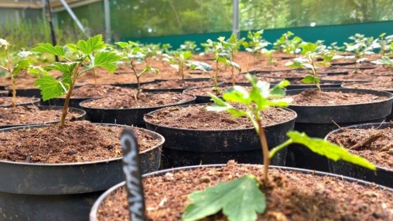 Wie man Stachelbeeren im Sommer durch Stecklinge richtig vermehrt: eine Schritt-für-Schritt-Anleitung