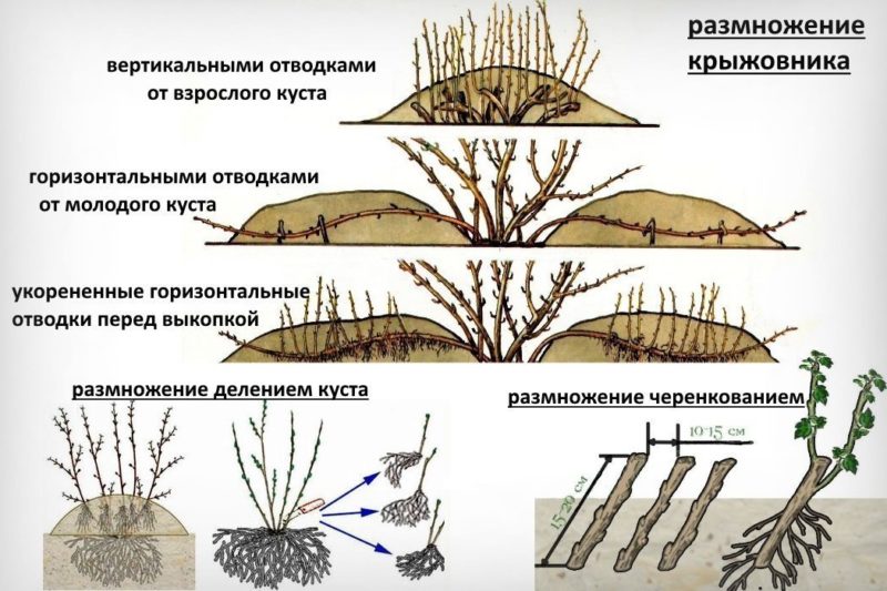 Unermüdliche Stachelbeersorte Pflaumen von russischen Züchtern