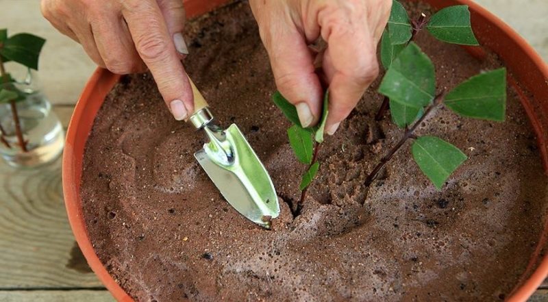 Wie man Geißblatt Geißblatt Stecklinge im Sommer vermehrt