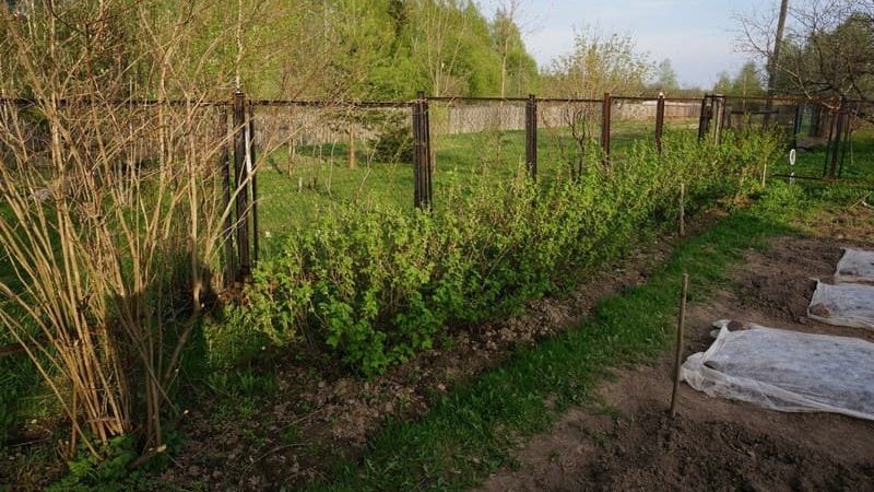 Wo kann man im Garten am besten Stachelbeeren pflanzen?