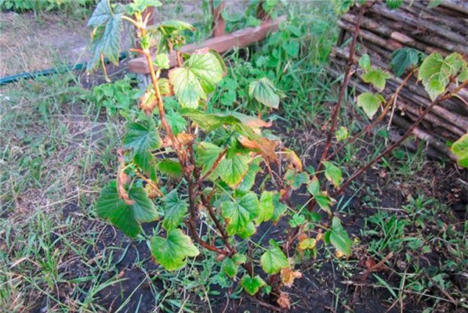 Warum Johannisbeeren mit Beeren trocknen und was man dagegen tun kann