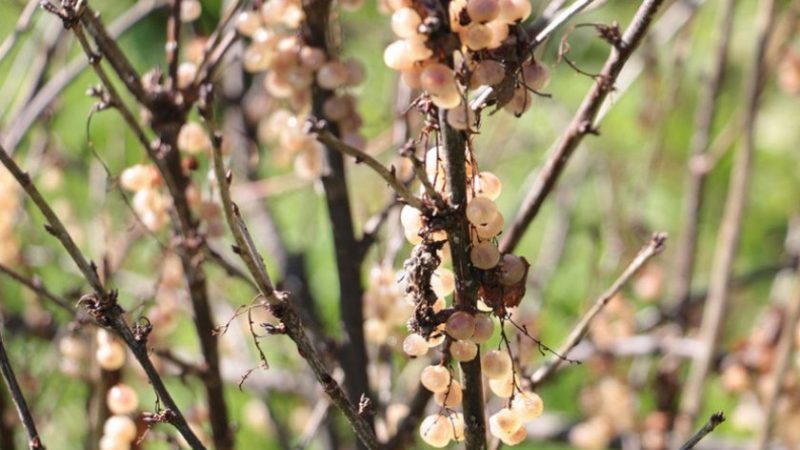 Warum Johannisbeeren mit Beeren trocknen und was man dagegen tun kann