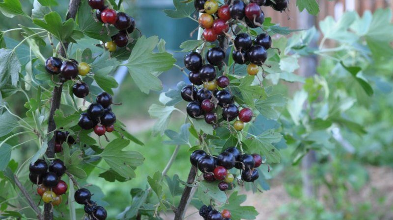 Warum ist schwarze Johannisbeere schwarz