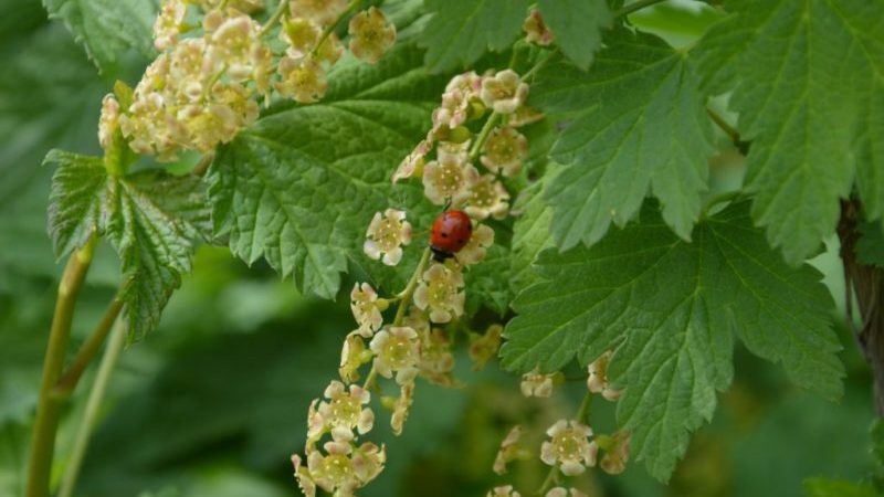 Warum ist schwarze Johannisbeere schwarz