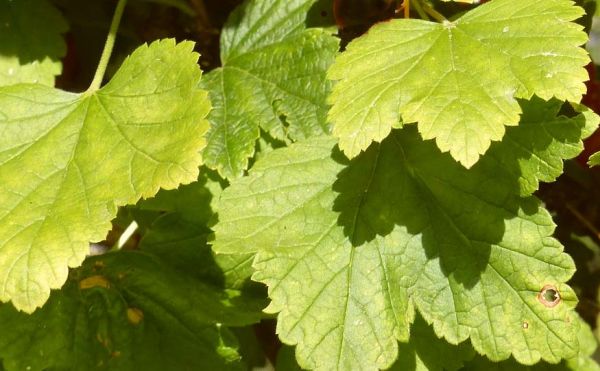 Warum Johannisbeeren blasse Blätter haben, was zu tun ist und wie man es repariert