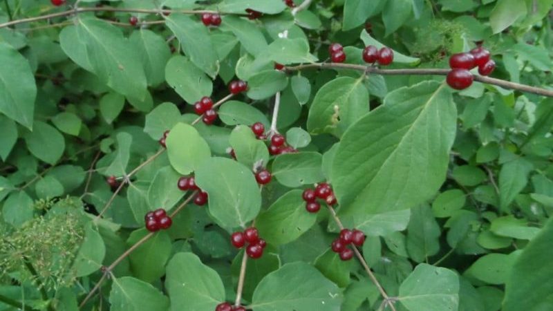 Wie sieht ungenießbares Geißblatt aus und wie unterscheidet man es von essbarem?