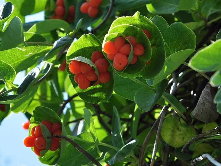 Essbares oder nicht Geißblatt Obst Geißblatt