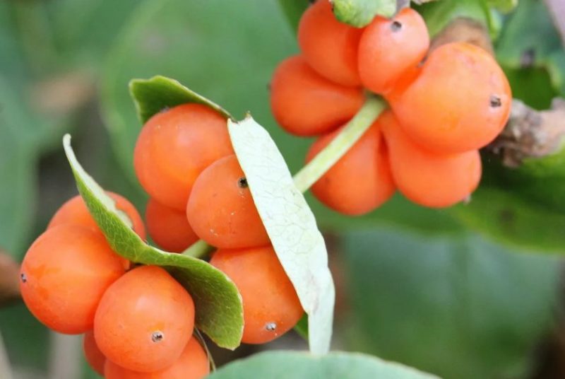 Essbares oder nicht Geißblatt Obst Geißblatt