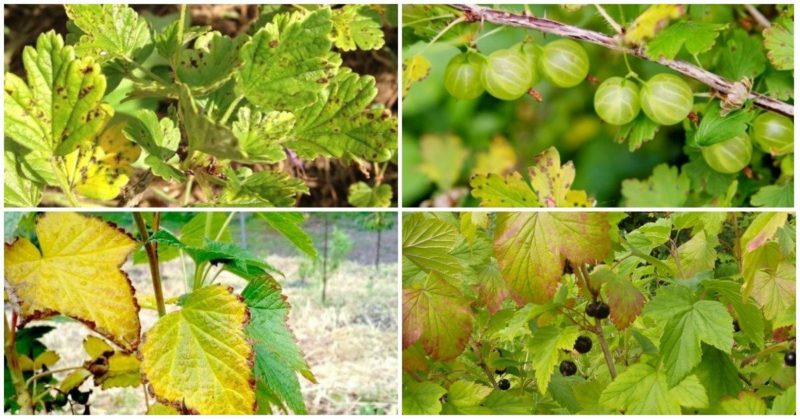 Warum Stachelbeeren im Sommer gelb und trocken werden und was damit zu tun ist