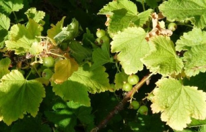 Warum Stachelbeeren im Sommer gelb und trocken werden und was damit zu tun ist