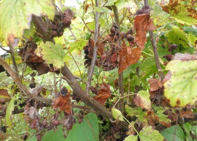 Warum Stachelbeeren im Sommer gelb und trocken werden und was damit zu tun ist