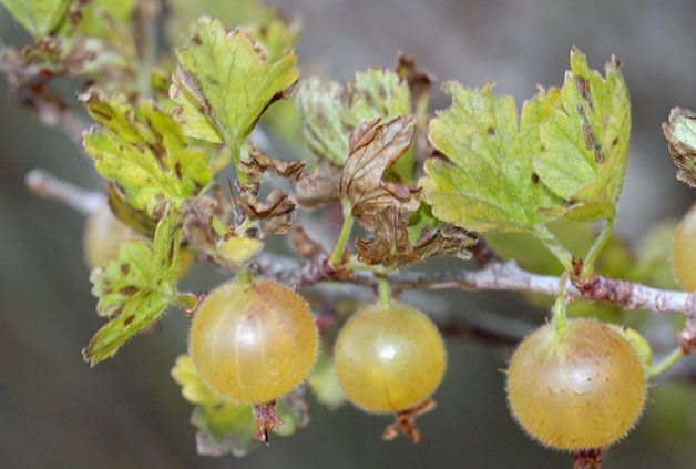 Warum Stachelbeeren im Sommer gelb und trocken werden und was damit zu tun ist