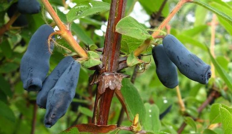 Geißblatt in der Zwischensaison mit süß-saurem Geschmack Nachtigall