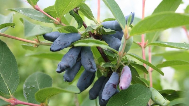 Geißblatt in der Zwischensaison mit süß-saurem Geschmack Nachtigall