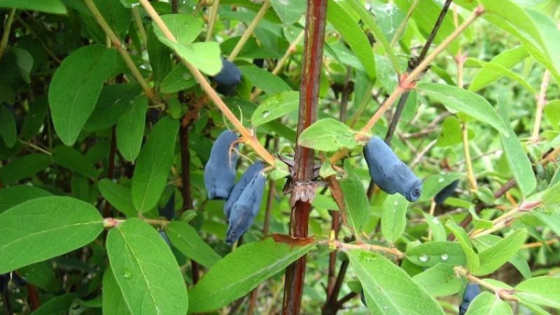 Geißblatt in der Zwischensaison mit süß-saurem Geschmack Nachtigall