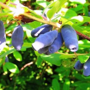 Geißblatt in der Zwischensaison mit süß-saurem Geschmack Nachtigall