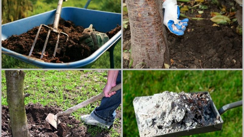 Warum Blätter einer Kirsche im Juli gelb werden und wie man einen Baum richtig behandelt