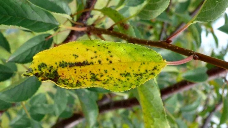 Warum Blätter einer Kirsche im Juli gelb werden und wie man einen Baum richtig behandelt