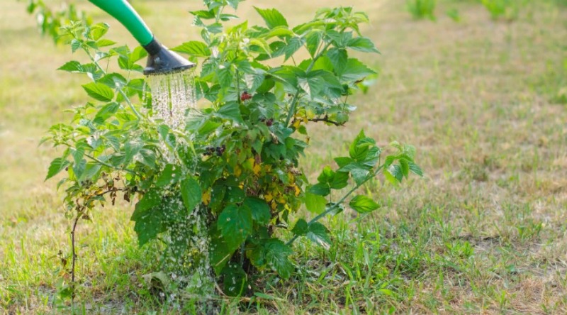 Anleitung zum Gießen von Himbeeren im Sommer: Häufigkeit, Häufigkeit und Methoden