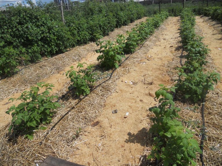 Anleitung zum Gießen von Himbeeren im Sommer: Häufigkeit, Häufigkeit und Methoden