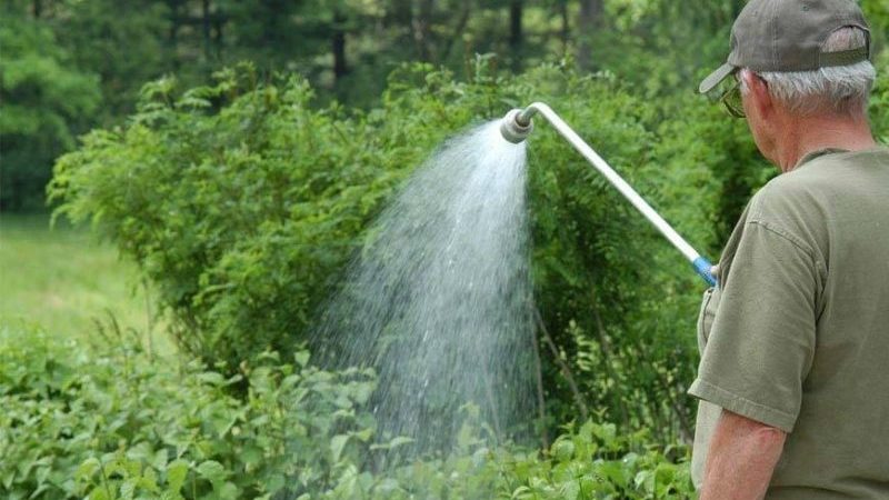 Anleitung zum Gießen von Himbeeren im Sommer: Häufigkeit, Häufigkeit und Methoden