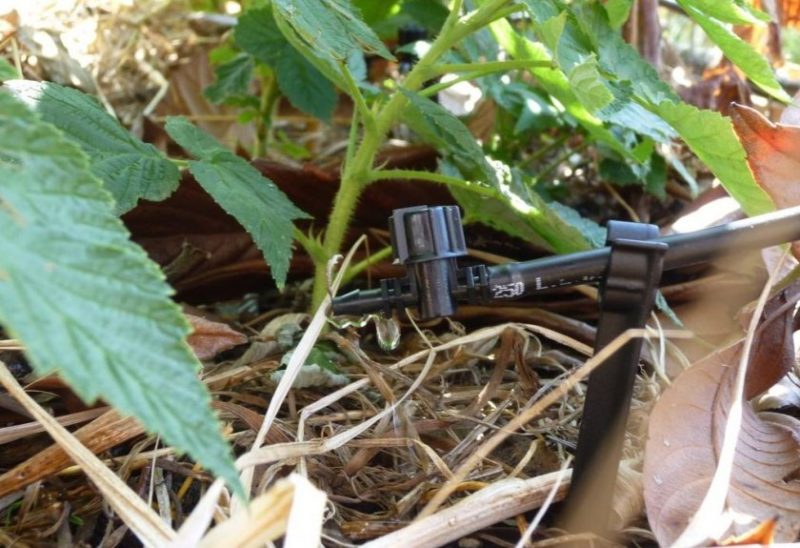 Anleitung zum Gießen von Himbeeren im Sommer: Häufigkeit, Häufigkeit und Methoden