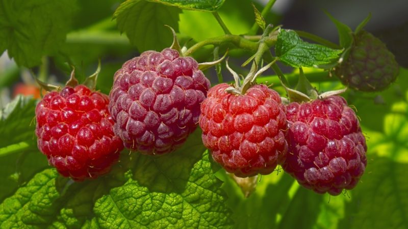 Anleitung zum Gießen von Himbeeren im Sommer: Häufigkeit, Häufigkeit und Methoden