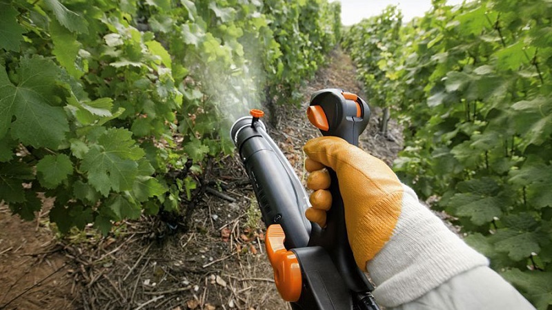 Sommertraubenpflege: unverzichtbare Weinbergarbeit und Beratung durch erfahrene Winzer